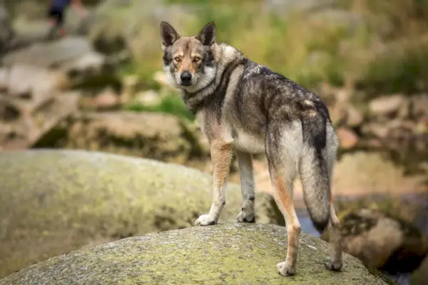 Saarloos Wolfdog na pedra do rio