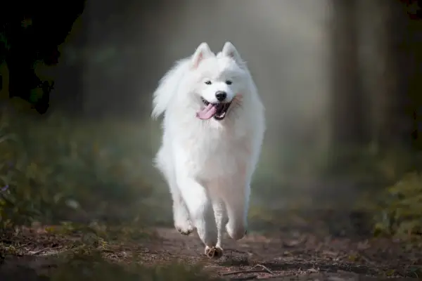 um cachorro samoiedo andando na floresta