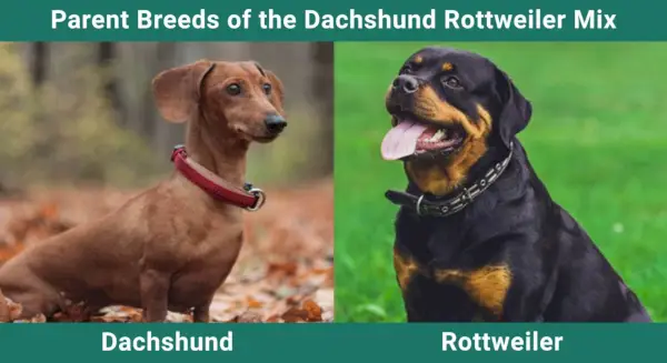 Parent_breeds_Taksų Rotveilerių mišrainė