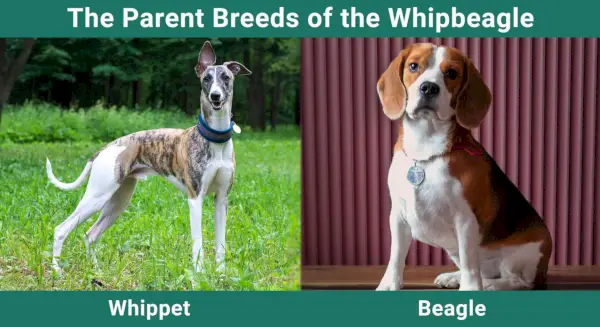 Whipbeagles föräldraraser