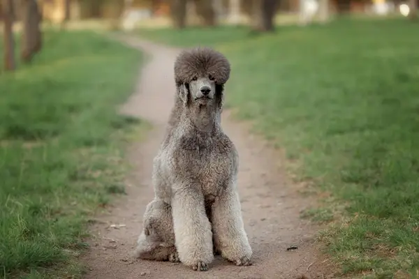 stor sølvpuddel med smuk frisure sidder i en sommerlysning. Kongelig puddel