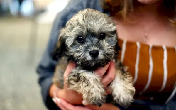 Cachorro de perro Shih Poo gris
