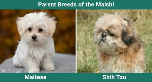 Parent_breeds_Мальши