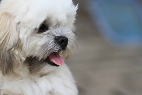 Вид со стороны Малши