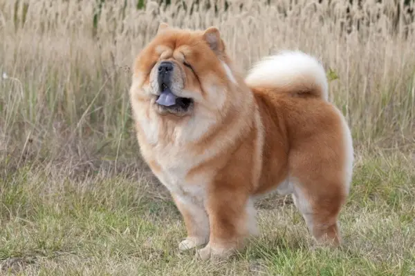 chow chow_VKarlov_Shutterstock