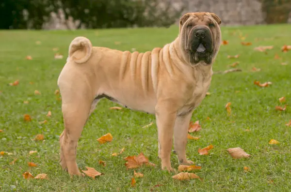 pas shar pei koji stoji na travi