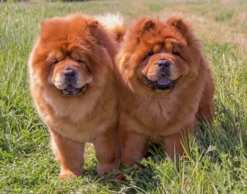 dva-čau-čau-pas-stoji-u-travi