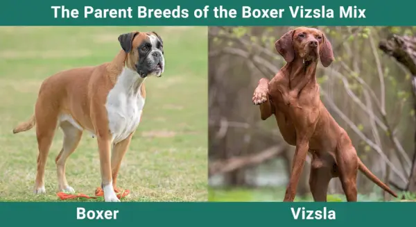 A boxer vizsla szülőfajtái