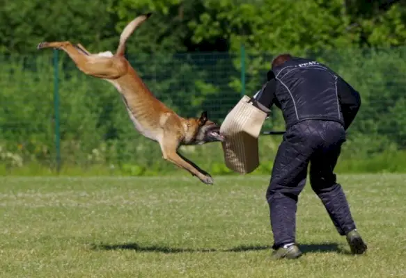 kvinnelig belgisk malinois