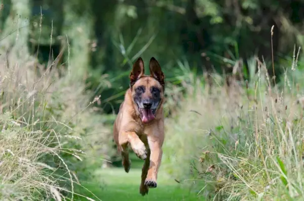 belgisk malinois