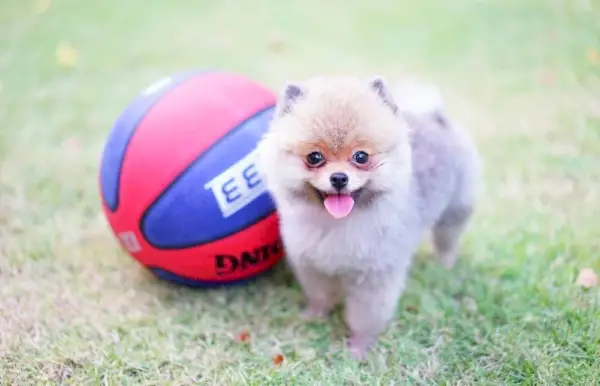 tekop pomeranian hvalp med en basketball på græs