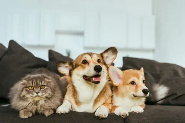 cães Welsh Corgi e gato britânico de cabelos compridos no sofá em casa