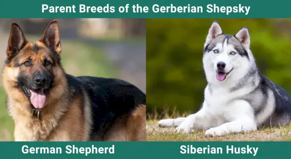 Parent_breeds_Гербериан Шепский