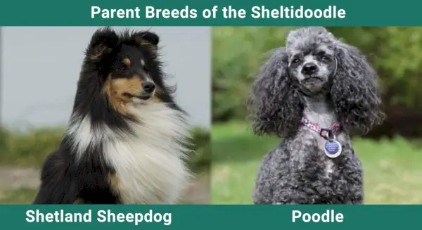 Parent_breeds_Sheltidoodle