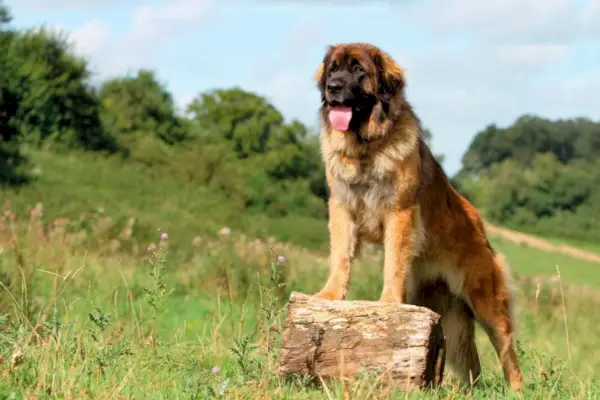 leonberger pes v trávě