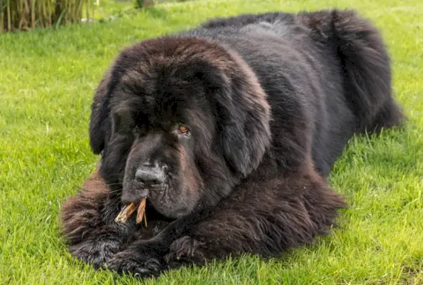 novofundlandský pes jíst sušené pamlsky venku na trávě