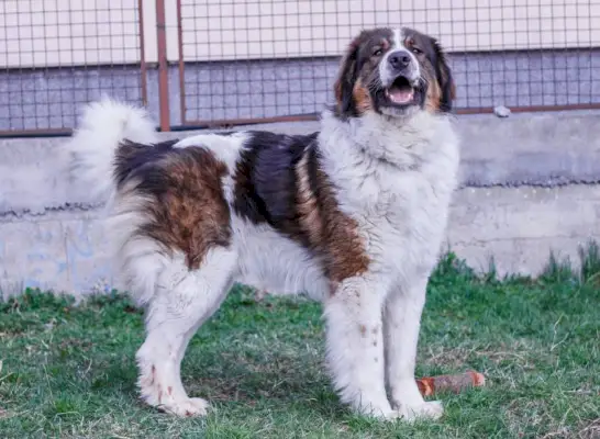 Tornjakský pes z Vlašické hory