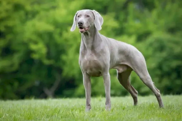 Weimaraner în aer liber