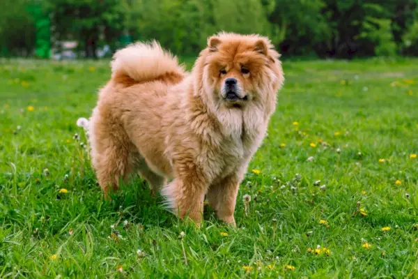 câine chow chow în iarbă