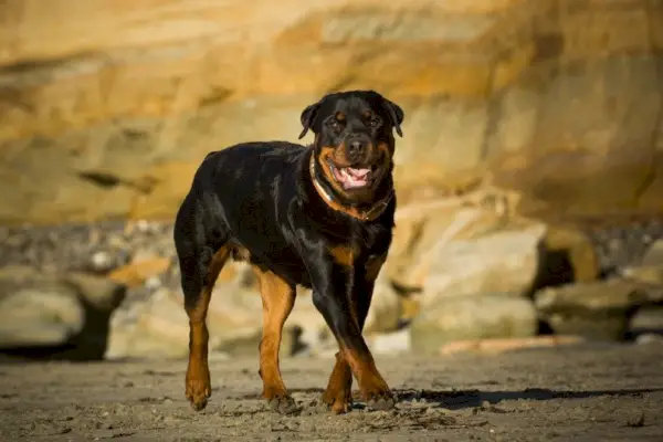 Rottweiler plimbându-se pe plaja de nisip