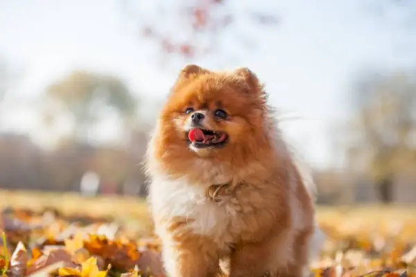 červený našuchorený pomeranian pes v jesennom parku
