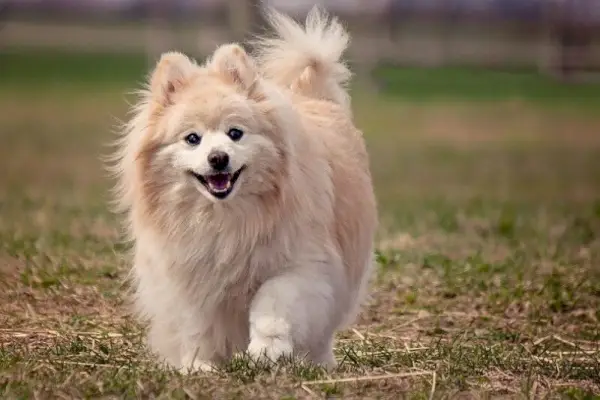 pomeranian hrajúci vonku