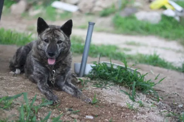 Чёрная собака Джиндо отдыхает