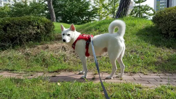 Собака Джиндо на прогулке