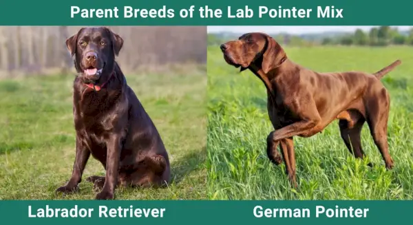 Parent_breeds_Lab-Pointer-Mix