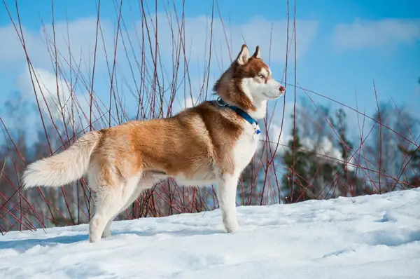 Husky siberiano con collar parado en la nieve