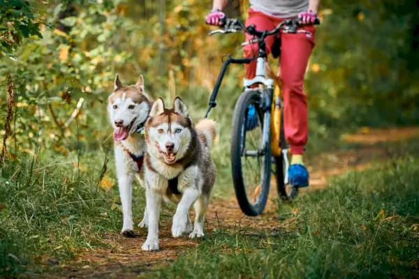 Bikejoring con perros Husky