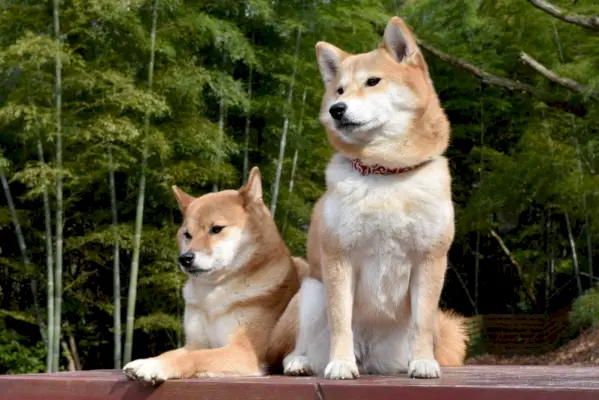 dos perros shiba inu descansando