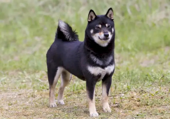 shiba inu negro y fuego de pie