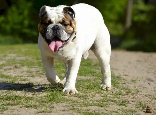 buldog mascul plimbându-se