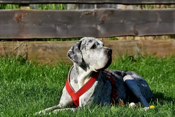 merle grand danois hund i sele liggende på gress