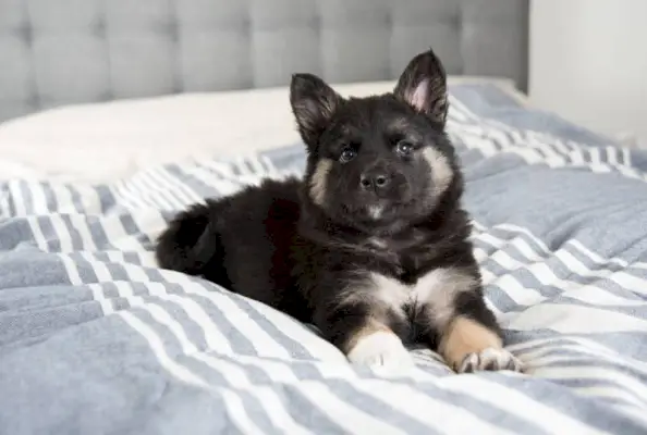 Cachorro Akita Shepherd Mix Negro Esponjoso