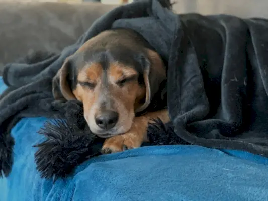 Szczeniak beagle bluetick śpi