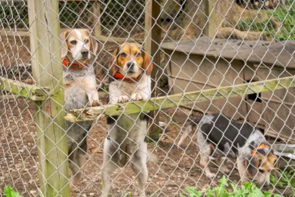 Niebieskie kleszcze beagle w klatce