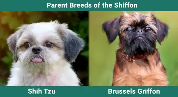 Parent_breeds_Shiffon