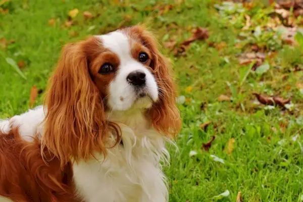 Cavalier King Charles-spaniël