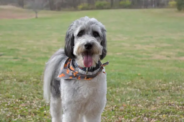 aussiedoodle-udenfor-med-bandana