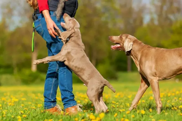 Frau spielt mit Weimaraner-Hunden