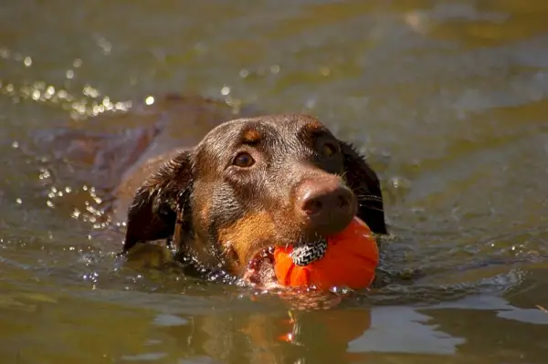 Doberman nadando com bola de brinquedo na boca