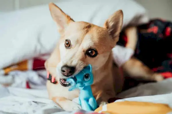 Dogster divider_v3_NEW_MAY_24_