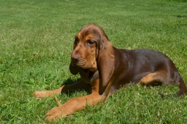cachorrinho bloodhound deitado na grama