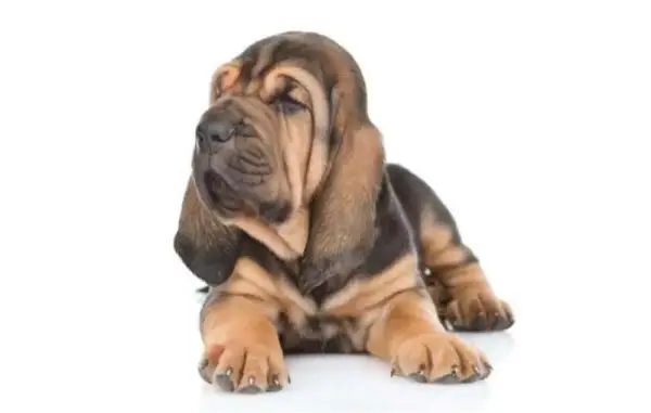 cachorrinho bloodhound_Shutterstock_Ermolaev Alexander