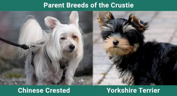 Roditeljske_pasmine_Crustie