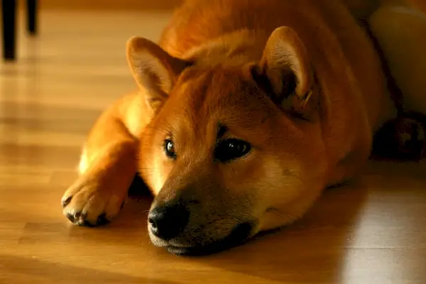 shiba inu, hund, smil