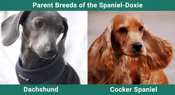 Parent_races_Spaniel-Doxie