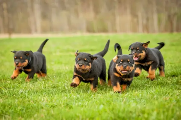 Rottweiler-puppy's rennen